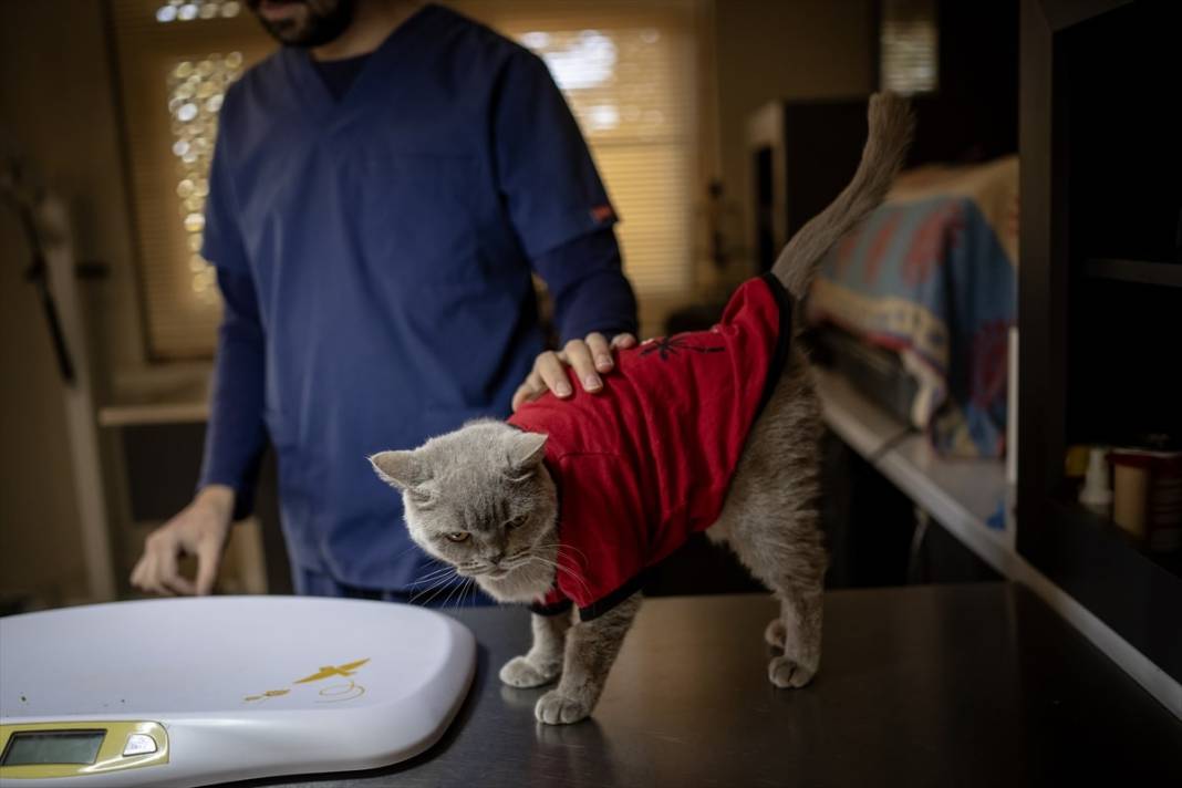 Obez kedi Şiraz'ın derdi bitmiyor: Şimdi de kimsesiz kaldı 16